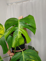 Monstera Aurea