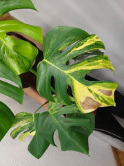 Monstera Aurea