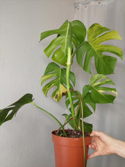 Monstera Aurea