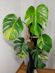 Monstera Aurea