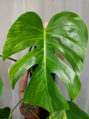 Monstera Aurea