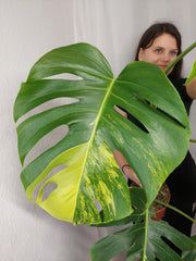 Monstera Aurea