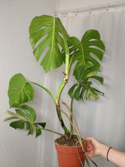 Monstera Aurea