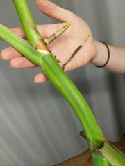 Monstera Aurea
