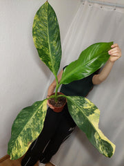 Dieffenbachia Big Ben Aurea