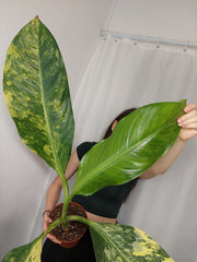 Dieffenbachia Big Ben Aurea