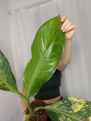 Dieffenbachia Big Ben Aurea