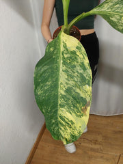 Dieffenbachia Big Ben Aurea