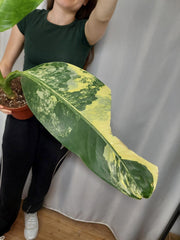 Dieffenbachia Big Ben Aurea