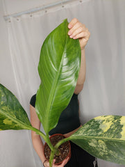 Dieffenbachia Big Ben Aurea