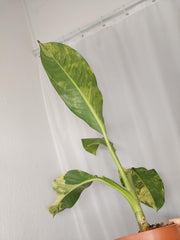 Dieffenbachia Big Ben Aurea