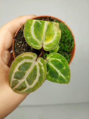 Anthurium Red Crystallinum Aurea