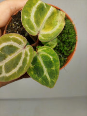 Anthurium Red Crystallinum Aurea