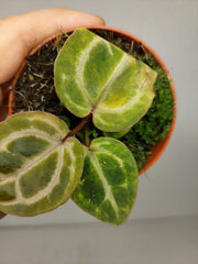 Anthurium Red Crystallinum Aurea