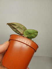 Anthurium Red Crystallinum Aurea