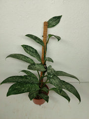 Raphidophora Elliptica Mint