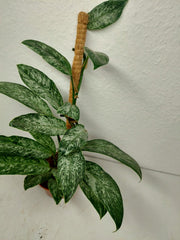 Raphidophora Elliptica Mint