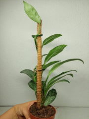 Raphidophora Elliptica Mint