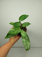 Raphidophora Elliptica Mint