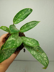 Raphidophora Elliptica Mint