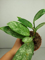 Raphidophora Elliptica Mint