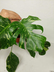 Monstera Electrolight groß