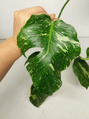 Monstera Electrolight groß