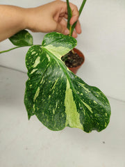 Monstera Electrolight groß