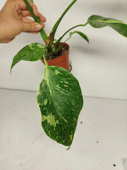 Monstera Electrolight groß