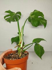 Monstera Electrolight groß