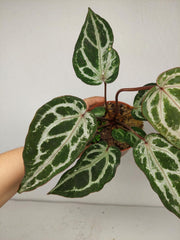 Anthurium Red Crystallinum Variegata