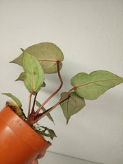 Anthurium Red Crystallinum Variegata