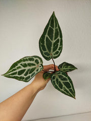 Anthurium Red Crystallinum Variegata