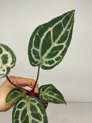 Anthurium Red Crystallinum Variegata