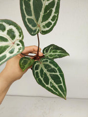 Anthurium Red Crystallinum Variegata