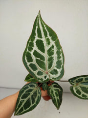 Anthurium Red Crystallinum Variegata