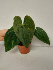 Anthurium Papillilaminum x Dressleri