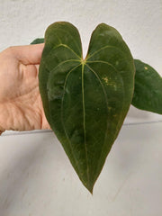 Anthurium Papillilaminum x Dressleri