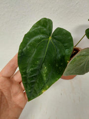 Anthurium Papillilaminum x Dressleri