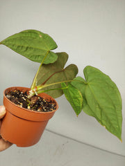Anthurium Papillilaminum x Dressleri