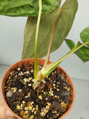 Anthurium Papillilaminum x Dressleri