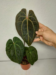 Anthurium Ace of Spades x Crystallinum Hybrid