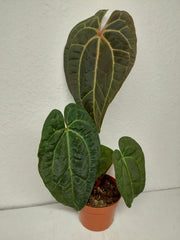 Anthurium Ace of Spades x Crystallinum Hybrid
