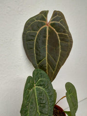 Anthurium Ace of Spades x Crystallinum Hybrid