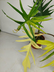Philodendron Tortum x Florida Beauty Variegata