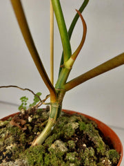 Philodendron Tortum x Florida Beauty Variegata