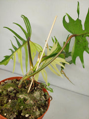 Philodendron Tortum x Florida Beauty Variegata