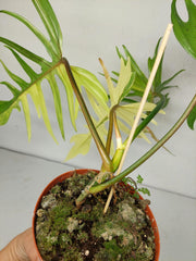 Philodendron Tortum x Florida Beauty Variegata