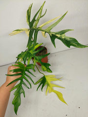 Philodendron Tortum x Florida Beauty Variegata