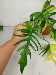 Philodendron Tortum x Florida Beauty Variegata
